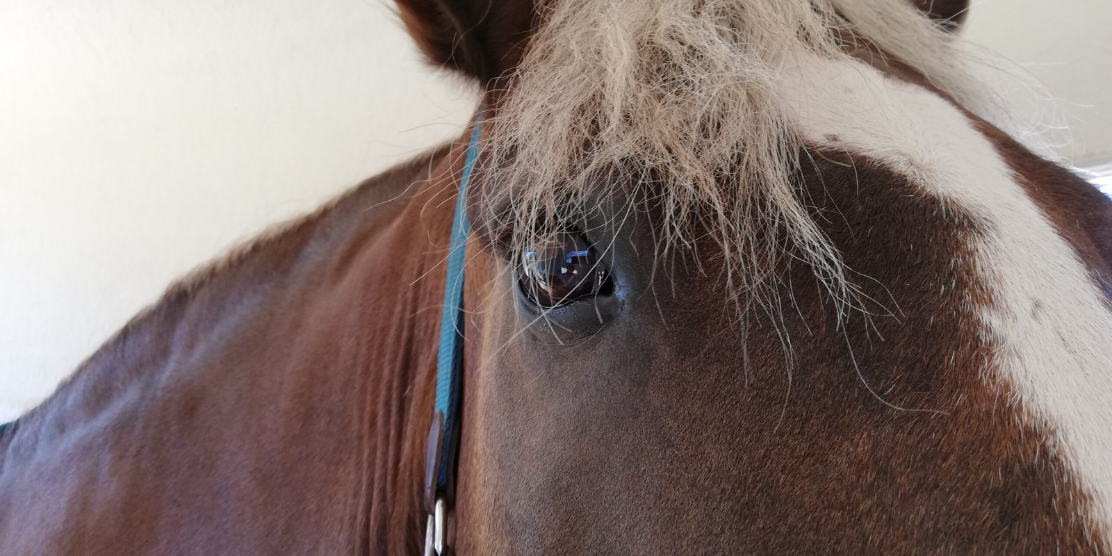 A close up of a brown horse's eye