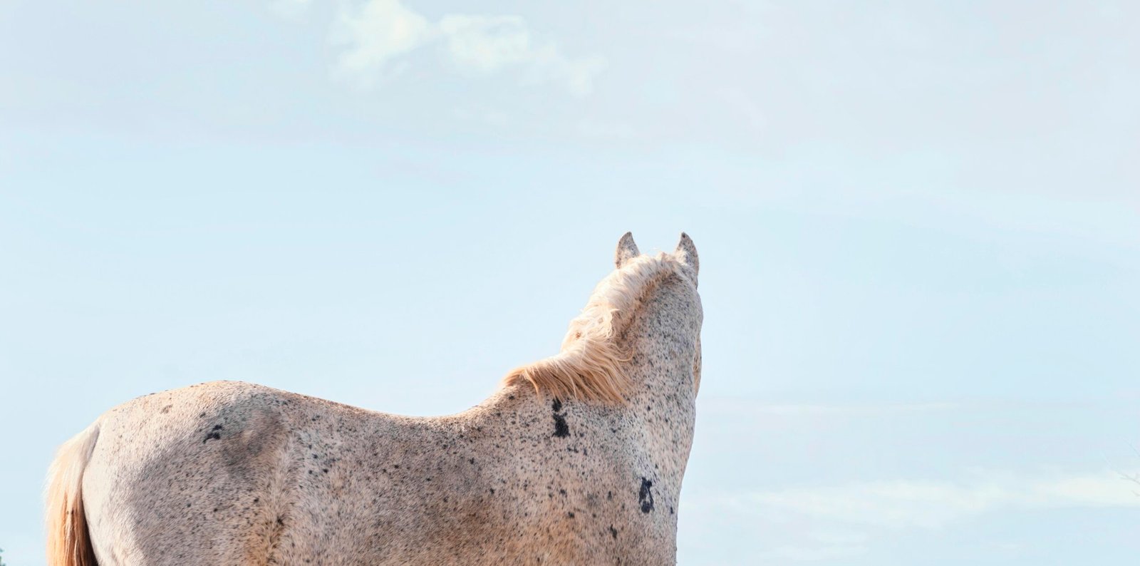 A whit horse looks towards a blue sky